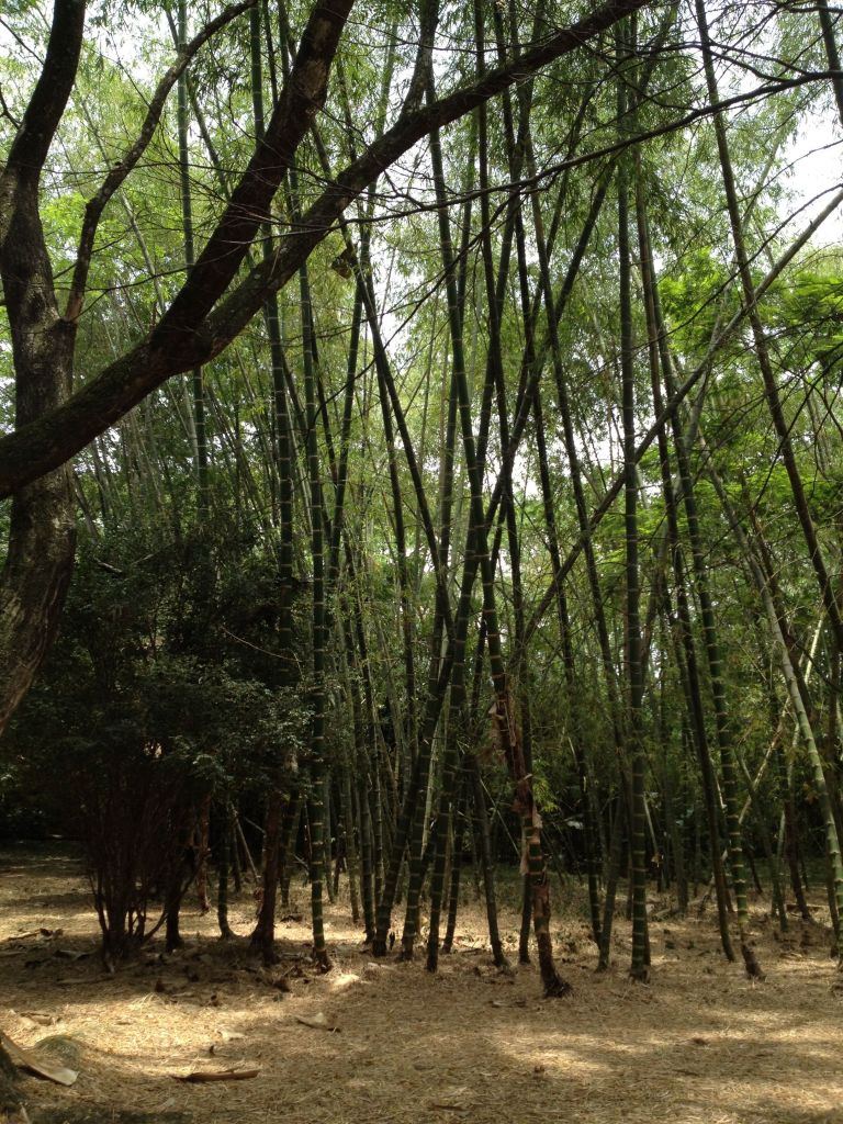 Bambuswald