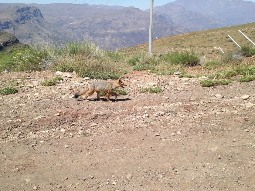 Fuchs am Straßenrand