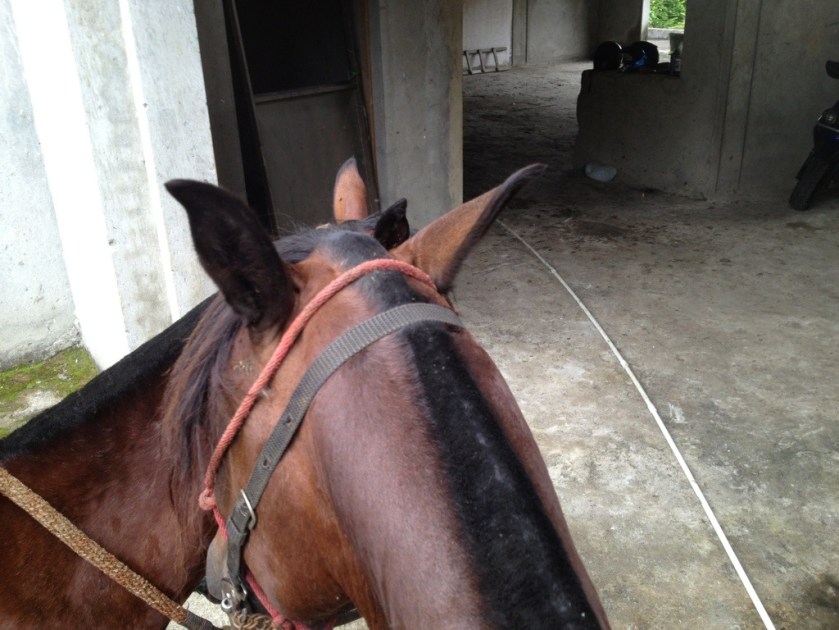 Blick übers Pferd in die Garage.