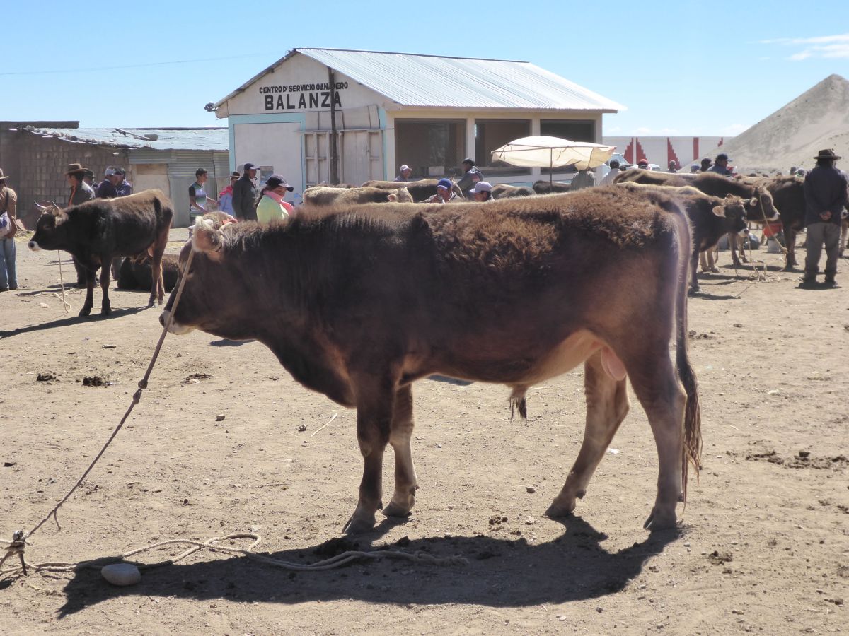 Bullenmarkt am Titicacasee