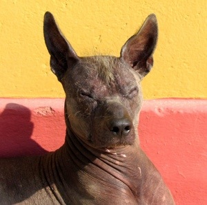 Huaca de la Luna –&nbsp;Pyramide