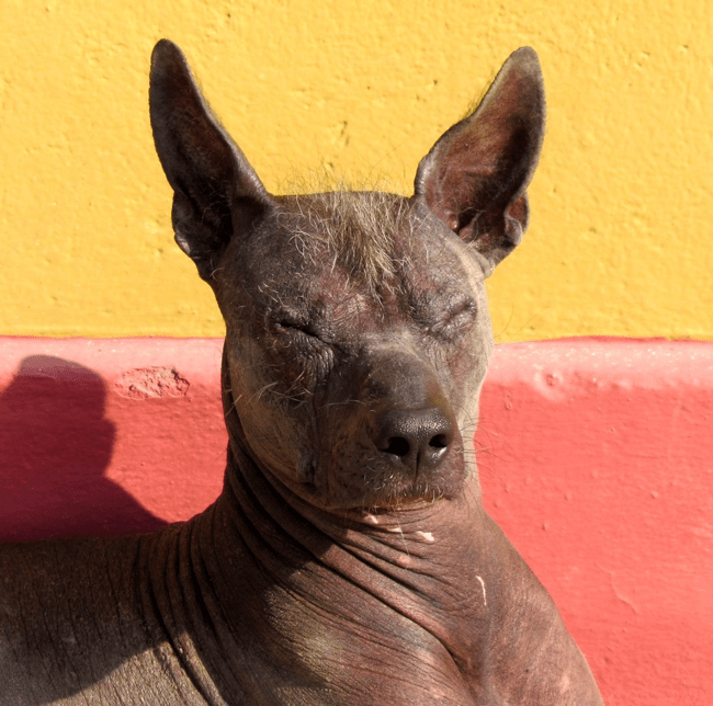 Peruanischer Nackthund