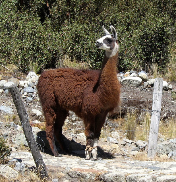 Fahrt von Chavin de Huantar nach&nbsp;Lima