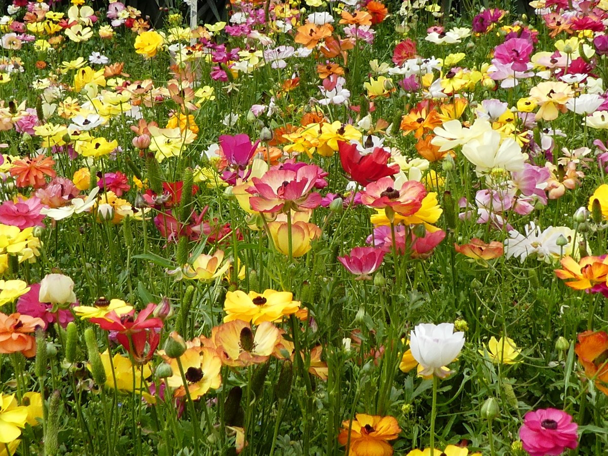 Shiraz – Eram-Garten und&nbsp;Hafez-Mausoleum